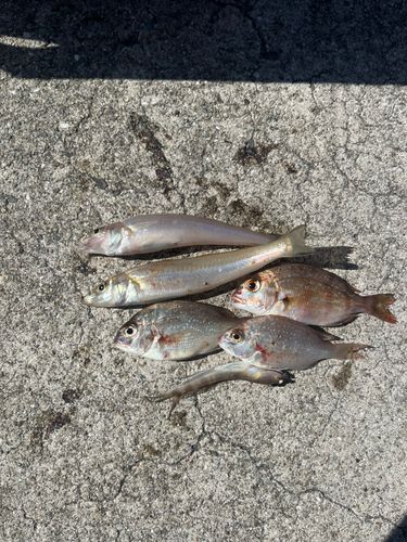 キスの釣果