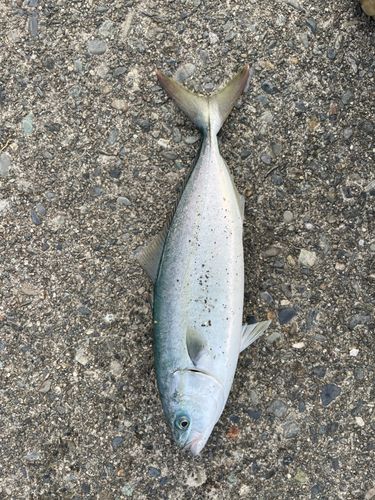 ショゴの釣果