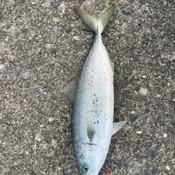 ショゴ