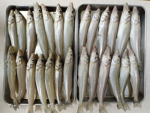 キスの釣果