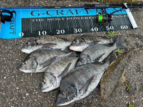 チヌの釣果