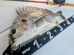 キビレの釣果