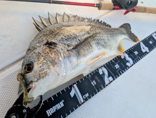 キビレの釣果