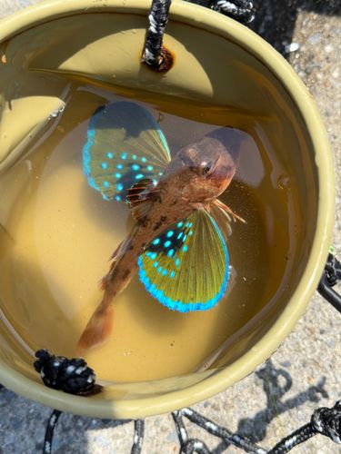 ホウボウの釣果