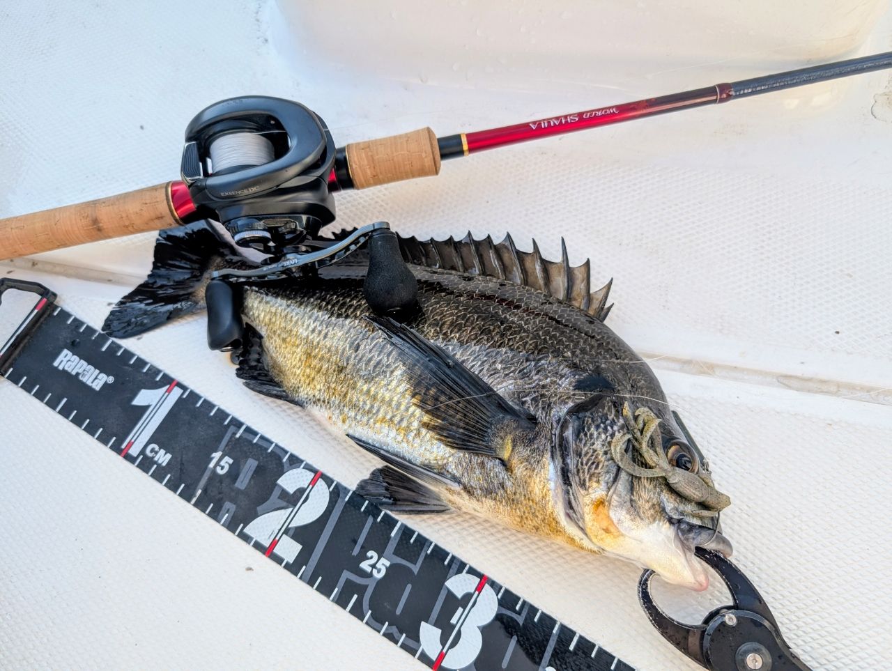SHIMANO 18ワールドシャウラ 1652R-3の最安値・インプレ・釣果