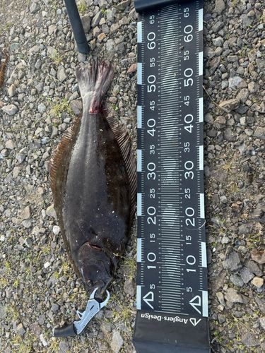 ヒラメの釣果