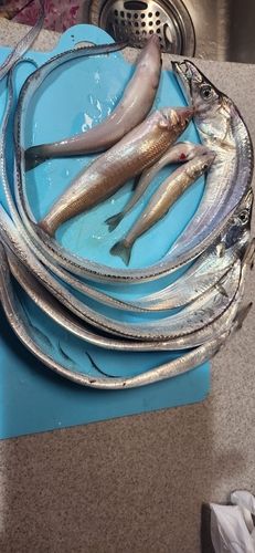 タチウオの釣果