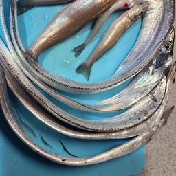 タチウオ