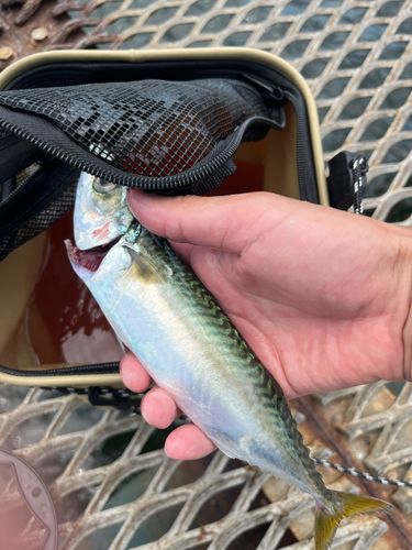 サバの釣果