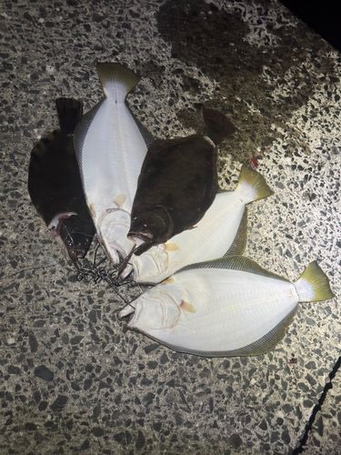 ヒラメの釣果