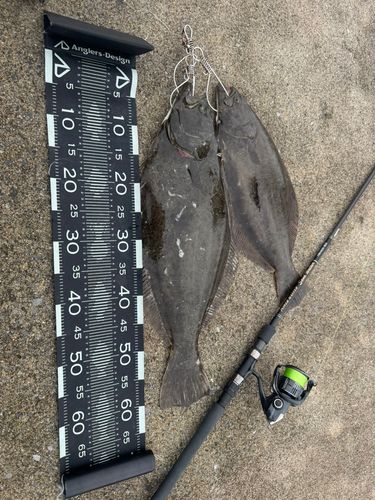 ヒラメの釣果
