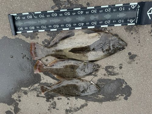 ヒラメの釣果
