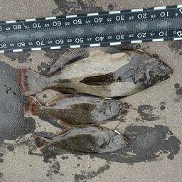 ヒラメ