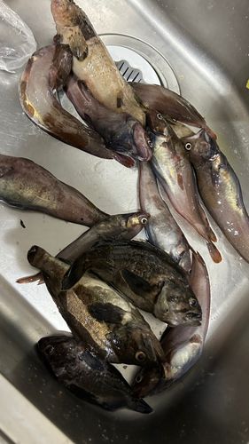 エゾイソアイナメの釣果