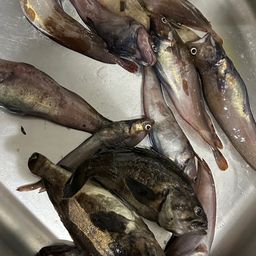 エゾイソアイナメ