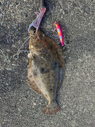 ヒラメの釣果