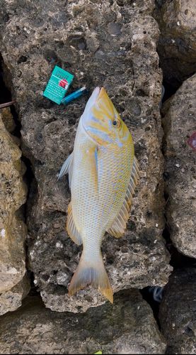 ハマフエフキの釣果
