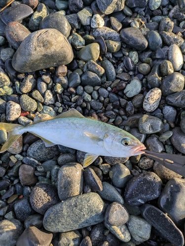 ワカシの釣果
