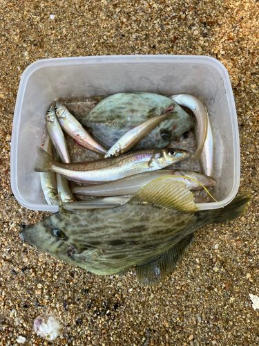 キスの釣果