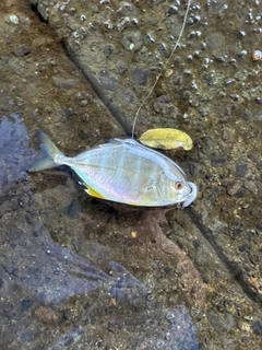 メッキの釣果