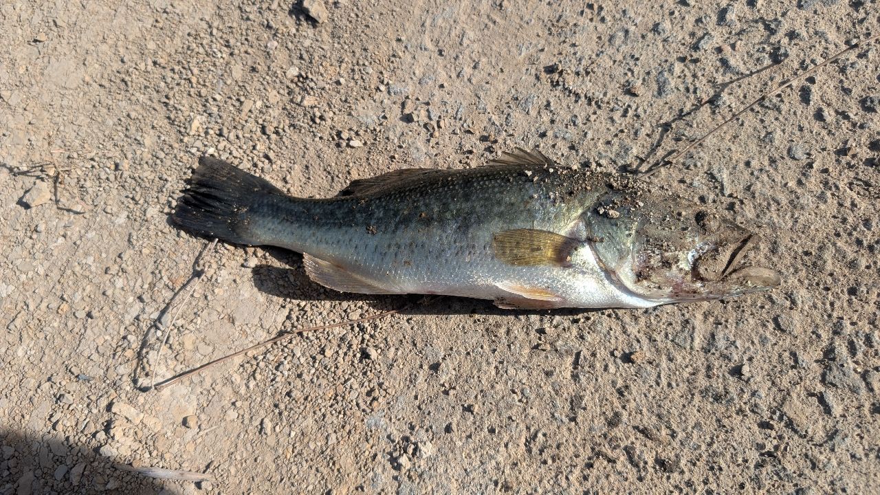 ブラックバスの釣果写真