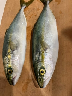 テナガエビの釣果
