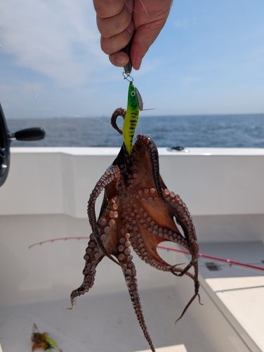タコの釣果