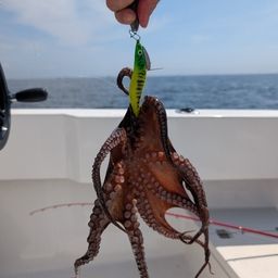 タコ
