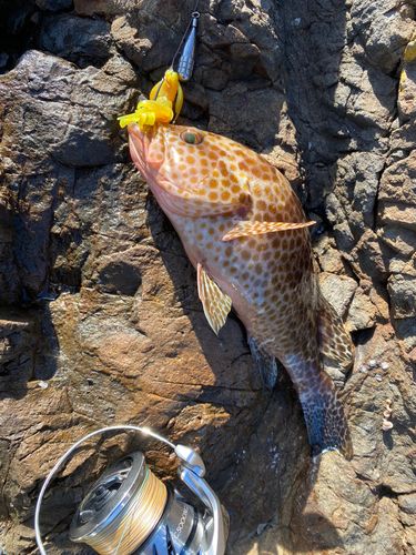 オオモンハタの釣果