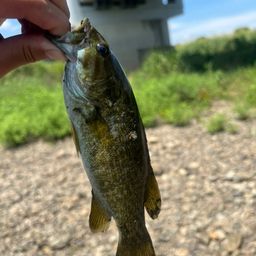 スモールマウスバス