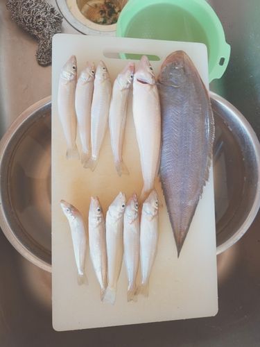 シロギスの釣果