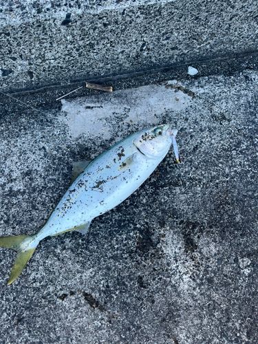 ワカシの釣果