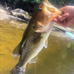 ラージマウスバス