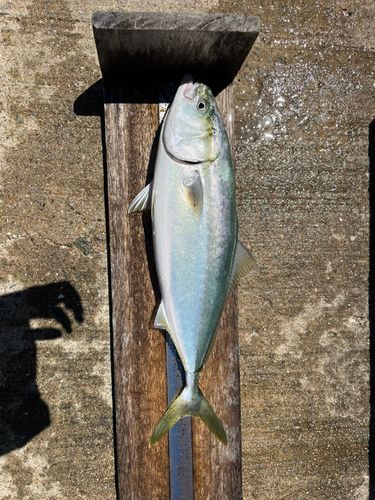 ハマチの釣果