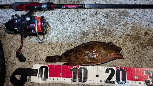 カサゴの釣果