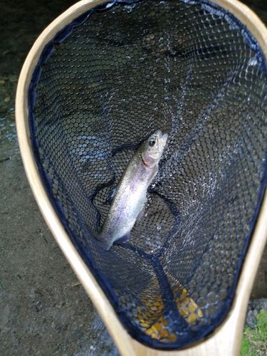 ニジマスの釣果