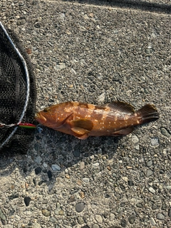 キジハタの釣果