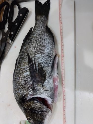 チヌの釣果