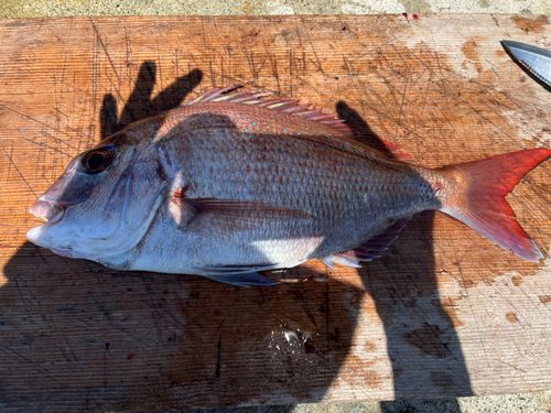 マダイの釣果