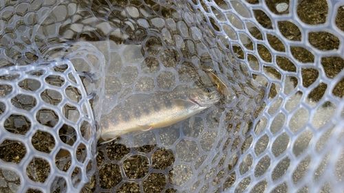 イワナの釣果