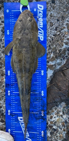 マゴチの釣果