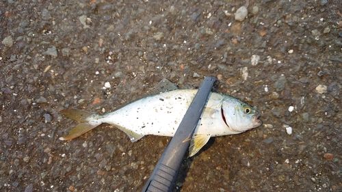 ツバスの釣果