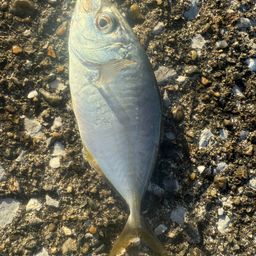 アジ