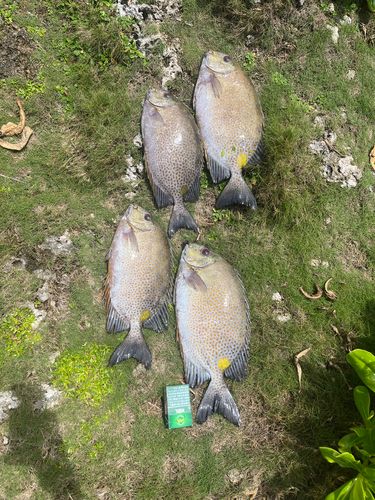 カーエーの釣果