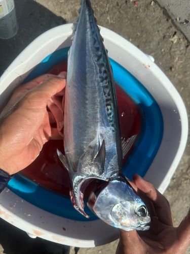 ソウダガツオの釣果