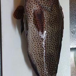 オオモンハタ