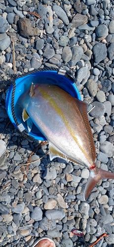 ショゴの釣果