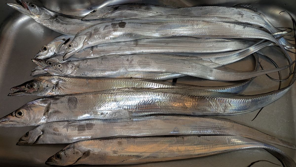 アディハヤパパさんの釣果 1枚目の画像