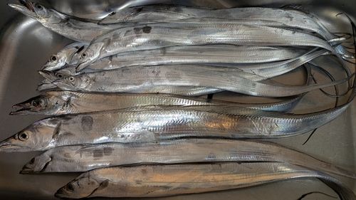 タチウオの釣果