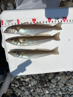 シロギスの釣果